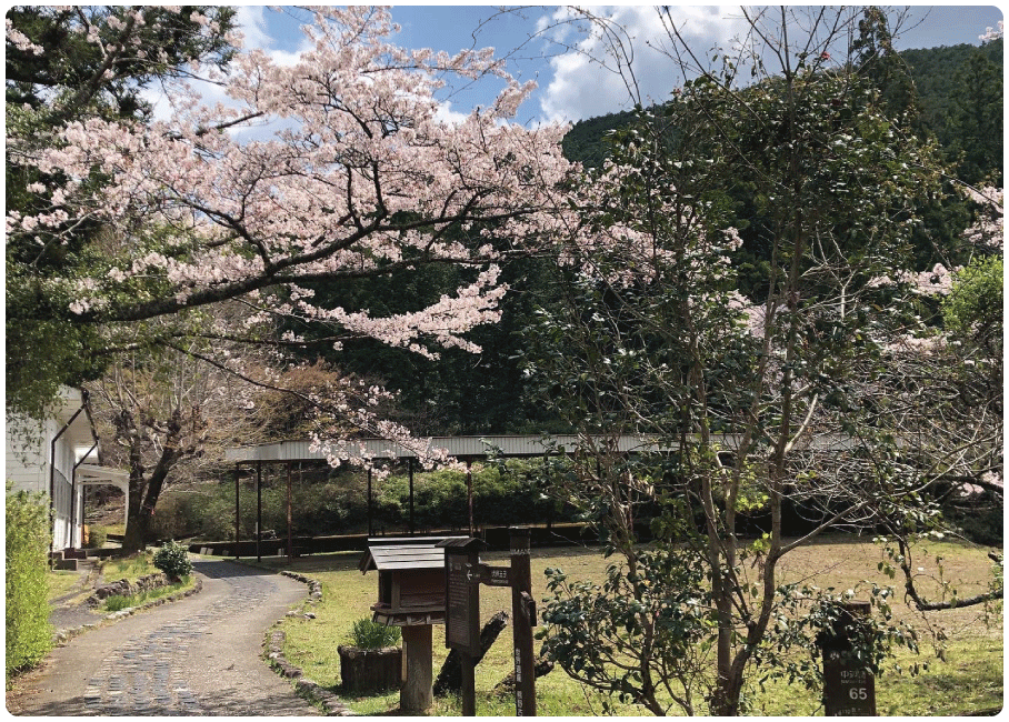 From Hosshinmon-oji to Hongu Taisha1