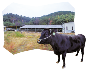 Mikumano beef stands with the barn in the background