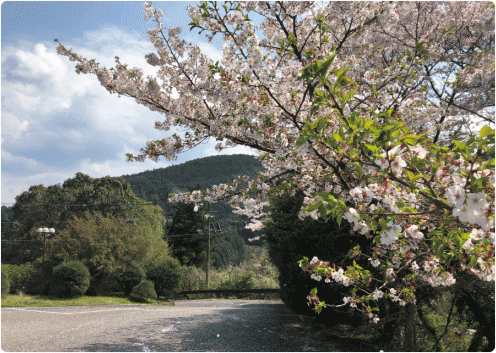 Sakura in our parking lot. 